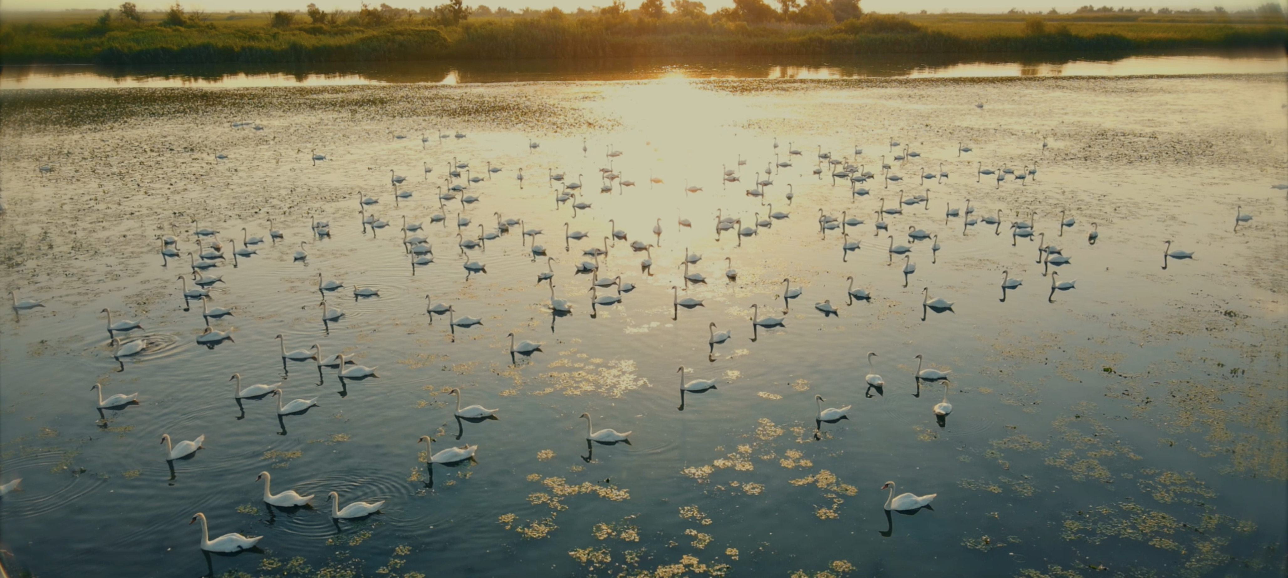 ЛЕБЯЖИЙ ОСТРОВ